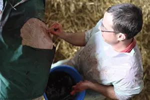 Lock: Suture of skin of a Charolaise Cow after cesarean section