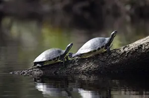 Concinna: Suwannee River Cooters