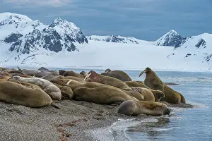 Odobenus: Svalbard, Norway. Colony of Atlantic walrus on beach