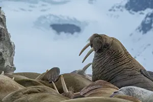 Odobenus: Svalbard, Norway. Colony of Atlantic walrus showing