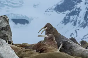 Odobenus: Svalbard, Norway. Colony of Atlantic walrus showing
