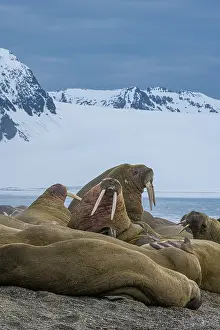 Odobenus: Svalbard, Norway. Colony of Atlantic walrus sparring