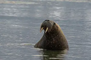 Odobenus: Svalbard, Norway. Portrait of Atlantic walrus