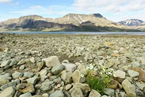Heaven: Svalbard Poppy