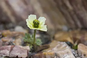 240118: Svalbard poppy - flowering - Svalbard, Norway