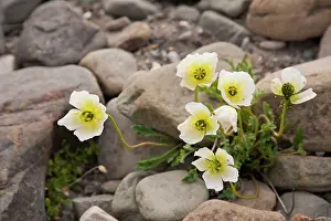 Stoney: Svalbard poppy - growin in stoney ground