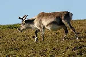 Platyrhynchus: Svalbard Reindeer