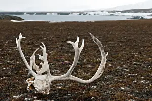 Platyrhynchus: Svalbard Reindeer