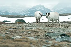 Platyrhynchus: Svalbard Reindeer