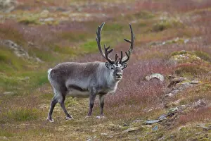 Platyrhynchus: Svalbard Reindeer male in tundra