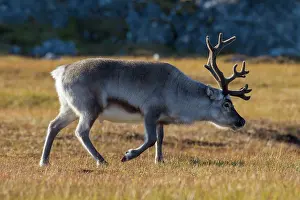 Platyrhynchus: Svalbard Reindeer male in tundra