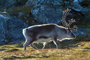Platyrhynchus: Svalbard Reindeer male in tundra