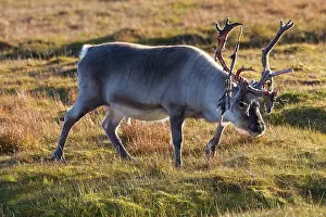 Platyrhynchus: Svalbard Reindeer male in tundra