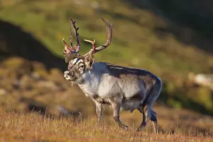 Platyrhynchus: Svalbard Reindeer male in tundra