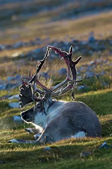 Platyrhynchus: Svalbard Reindeer male in tundra