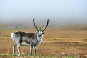 Platyrhynchus: Svalbard Reindeer (Rangifer tarandus platyrhynchus)