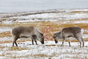 Attack: Two Svalbard reindeer (Rangifer tarandus platyrhynchus)