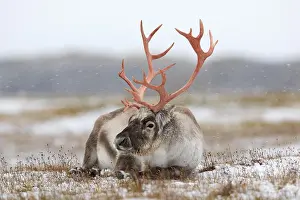Loneliness: Svalbard reindeer (Rangifer tarandus platyrhynchus)