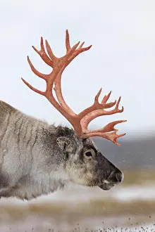 Loneliness: Svalbard reindeer (Rangifer tarandus platyrhynchus)
