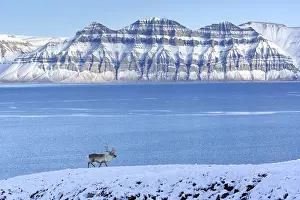 Platyrhynchus: Svalbard reindeer (Rangifer tarandus platyrhynchus)