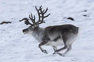 Platyrhynchus: Svalbard reindeer (Rangifer tarandus platyrhynchus)