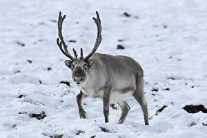 Platyrhynchus: Svalbard reindeer (Rangifer tarandus platyrhynchus)
