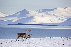 Platyrhynchus: Svalbard reindeer (Rangifer tarandus platyrhynchus)
