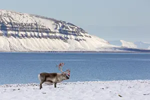 Platyrhynchus: Svalbard reindeer (Rangifer tarandus platyrhynchus)