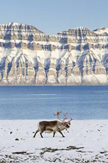 Reindeer: Svalbard reindeer (Rangifer tarandus platyrhynchus)
