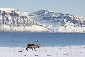 Reindeer: Svalbard reindeer (Rangifer tarandus platyrhynchus)
