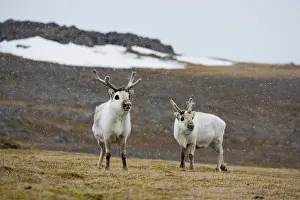 Theo: Svalbard reindeer (Rangifer tarandus playrhynchus)