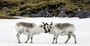 Reindeers: Svalbard Reindeers in snow