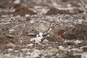 Muta: Svalbard Rock Ptarmigan - female walking across