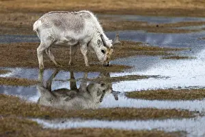 Longyearbyen: Svalbard skink (Rangifer tarandus platyrhynchus) reflected in the water
