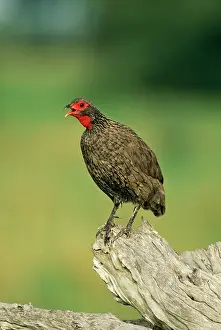 Francolinus: SwainsonIs Francolin