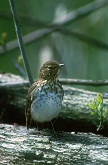 Swainsons: SwainsonIs Thrush - adult in May