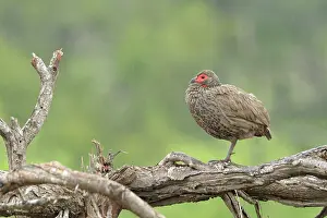 Krger: Swainson's Francolin