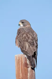 Swainson: Swainson's Hawk