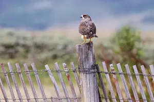Swainson: Swainson's Hawk
