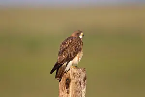 Swainson: Swainson's Hawk