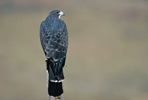 Swainsoni: Swainson's Hawk