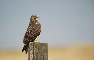Regal: Swainson's Hawk