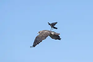 Blackbirds: Swainson's Hawk - Buteo swainsoni - Adult in flight