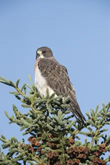 Swainson: Swainson's Hawk - Buteo swainsoni - Adult perched