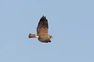 Swainson: Swainson's Hawk - in flight