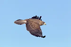 Swainson: Swainson's Hawk - in flight