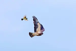 Mobbed: Swainson's Hawk - being mobbed by western kingbird