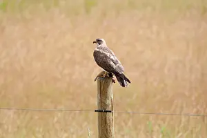 Fencepost: Swainson's Hawk with prey