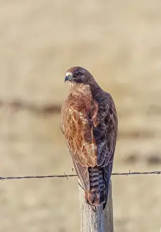 Swainson: Swainson's Hawk - sitting on fence post in early summer - Ju