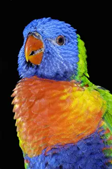 Parrots: Swainson's lorikeet (Trichoglossus haematodus moluccanus)